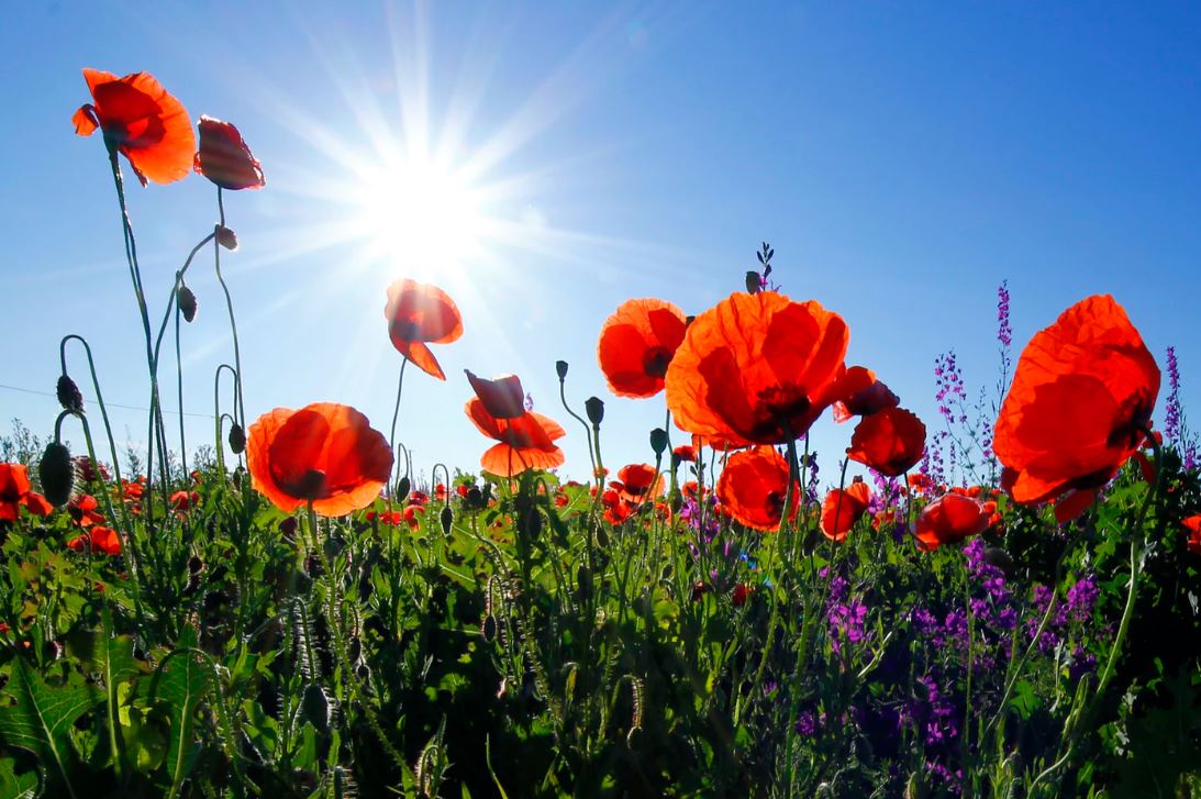 What to Do After a Death Funeral Home and Cremations