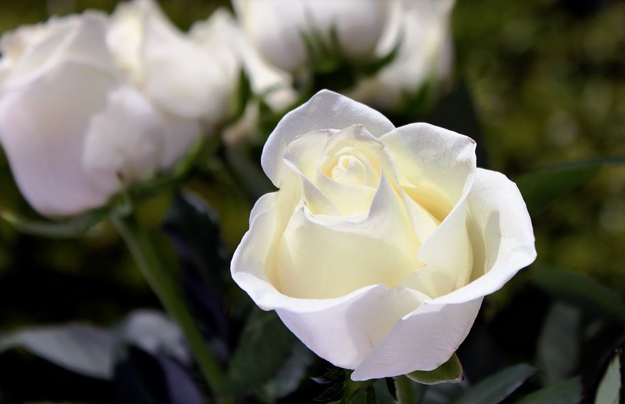 Funerary Trends Funeral Home and Cremations